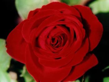 red rose - red rose for ozzeth as she like them