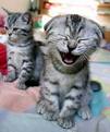 cat - laughing cat