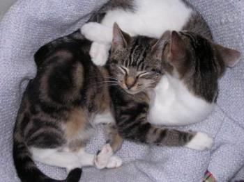 My Girls in Their Bed - These are my two girls when they were kittens, fast asleep together in their cat bed.