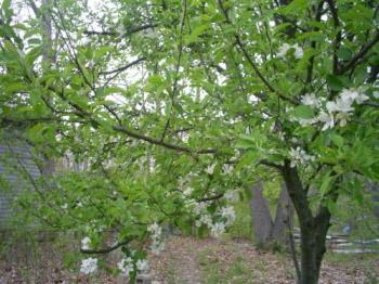 Apple tree - My red delicious apple tree in bloom Apple tree - My red delicious apple tree in bloom