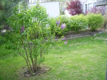 Lilac bush - My lilacs are almost ready to be cut, I love the smell of lilacs..