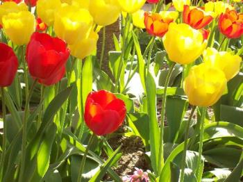 Tulips - Spring flowers blooming in Virginia in May