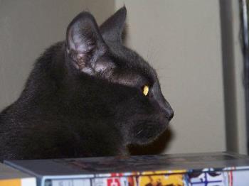 Simon - Simon sitting on the entertainment cabnet behinde DVD's. He was glairing at Petie. I was able to snap this photo when he turned his head. Simon - Simon sitting on the entertainment cabnet behinde DVD's. He was glairing at Petie. I was able to snap this photo when he turned his head.