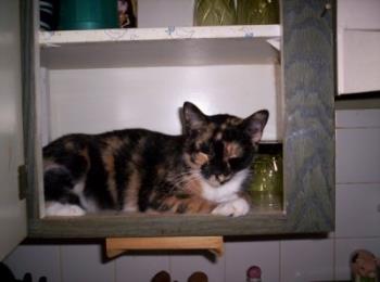 Patches in the cupboard - Image of my cat Patches when she climbed into the glasses cupboard.