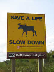 road sign depicting moose-car collisions - This Hi-way sign warns drivers to be wary of wild Moose on the road.