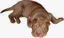 a sleeping dog - this is a sleeping dog