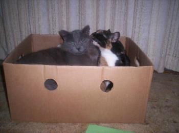 Patches and Little Grey - Two of our cats who prove that boxes just aren&#039;t safe in our house