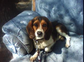 Baskerville.. The Hound Of.. - my tiny litle hound with the BIG freakn name!