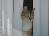 Maya - My sweet fickle kitty girl. Maya - My sweet fickle kitty girl.