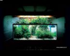 Aquarium - Fish Tank