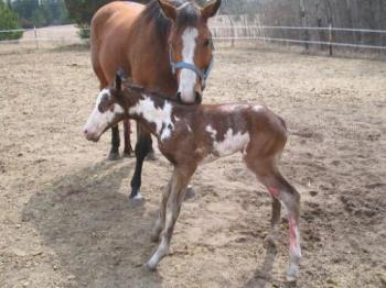 Rio, my little stud colt - 
Lacie is a breeding stock paint mare with one blue eye that had never thrown color. She was my first brood mare and look what we got! A beautiful bay overo stud colt with two blue eyes!

