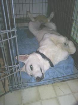 Zoe - Here is my dog, not worn out, but sleeping weird..lol Zoe - Here is my dog, not worn out, but sleeping weird..lol