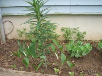 Lily and Lily of the Valley - 
The unknown are now big enough to be identified! 

The Lily of the Valley smell wonderful.

