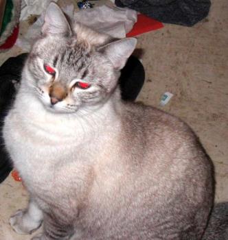 Ronnie - red-eyed - This is our semi-feral, Ronnie Ronnie - red-eyed - This is our semi-feral, Ronnie