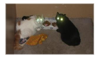 Emma and Shadow - The Alien Cats Emma and Shadow Emma and Shadow - The Alien Cats Emma and Shadow