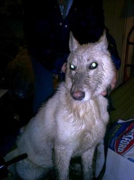 Dirty and Muddy Zoe with glowing eyes.. - Zoe, my dog after getting really muddy and she has the glowing eyes, scary..lol Dirty and Muddy Zoe with glowing eyes.. - Zoe, my dog after getting really muddy and she has the glowing eyes, scary..lol