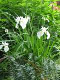 Water Iris - Blooming Water Iris which sure are beautiful