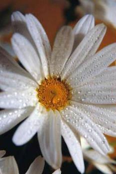Daisy photo with Dewy Misted Effect - image of a daisy with water droplets Daisy photo with Dewy Misted Effect - image of a daisy with water droplets