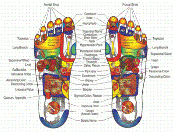 Foot Reflexology - You see this photo in Thai foot massage parlours.