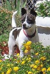 Cookie in the flowers - Just before launching herself at the fence to kill a lizard!