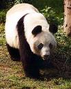 panda in chendu - I love to see a real panda though I have not been able to