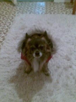 The Gissi look - This is the look I gave her when she put the silly coat on me The Gissi look - This is the look I gave her when she put the silly coat on me