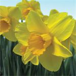 spring flowers, daffodils - happy mothers day, spring flowers, daffodils