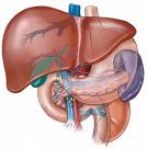 liver - the main cause of liver damage