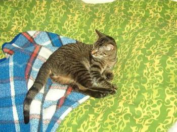 Simba - Simba on a huge pillow my niece left for the cats when she moved out. 