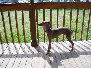 Italian Greyhound - Picture of my dog taken end of March 2007 while we were visiting my daugther and grandson