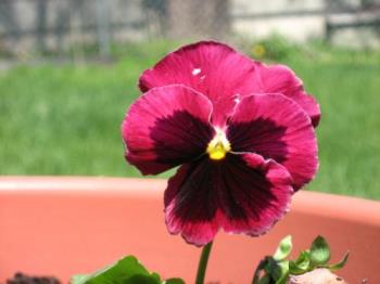 Beautiful - I love this color Pansy
