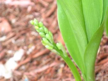 Lily Of The Valley - About to open her pretty little white bells 
in a few days or a weeks time.