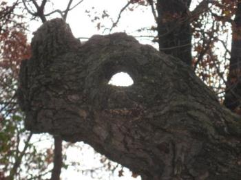 Dragon Tree - Eeerie looking tree Dragon Tree - Eeerie looking tree