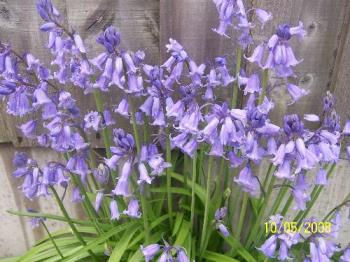 Wild Bluebells in bloom - These Bluebells grow wild in my garden, there is a whole patch of them, this is just one patch of them.