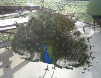 The daddy - The peacock