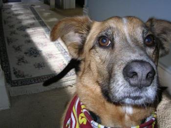 My dog that can&#039;t smell either - He makes up for lack of a sense of smell by being able to beg incredibally well.