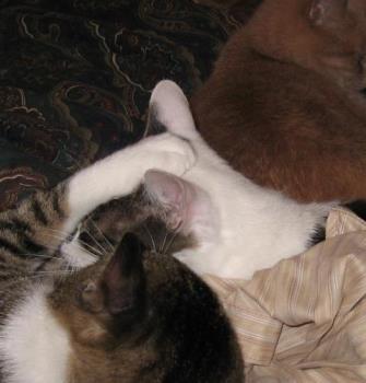 Rygel and Booboo - Rygel, the white eared cat and Booboo Rygel and Booboo - Rygel, the white eared cat and Booboo