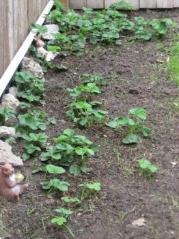 My Strawberry Patch - these are my June Blooming Strawberries