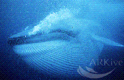 blue whale - blue whale