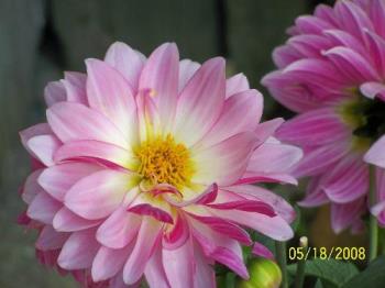 flower pic - one of the flowers in my garden