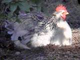 chicken in the shade - meet Dotty


chickens are such fun characters to photograph