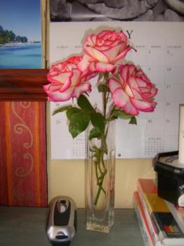 3 beautiful roses - Roses from our garden 3 beautiful roses - Roses from our garden