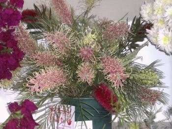 Aussie Native Flowers - Aussie native Flowers, Grevillea and Banksia.