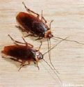 Roaches - Nasty lil bugs