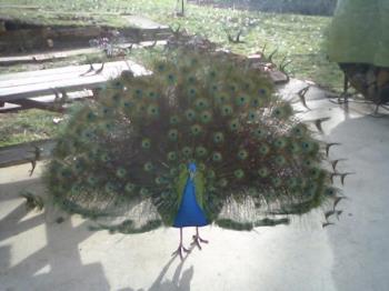 Colorful peacock - This is our peacock on our patio.
