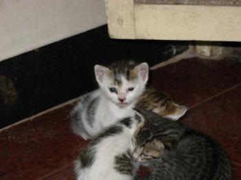 cute kitten -  Mom protecting her babe

