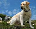 labrador retriever - they are one of the kindest breed