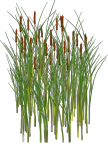 Cat Tails - I grow a lot of them each year. They are one of my best selling plants.