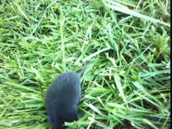 mole - mole in the grass