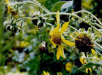 Jerusalem Artichoke - Grow big yellow flowers 